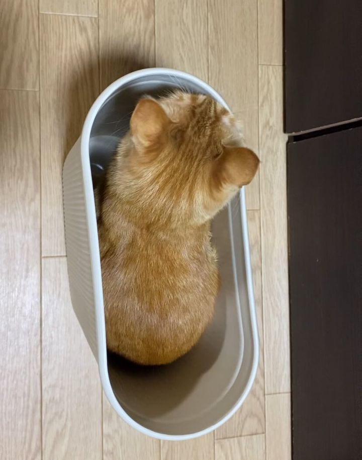 ゴミ箱の中に入った茶トラ猫