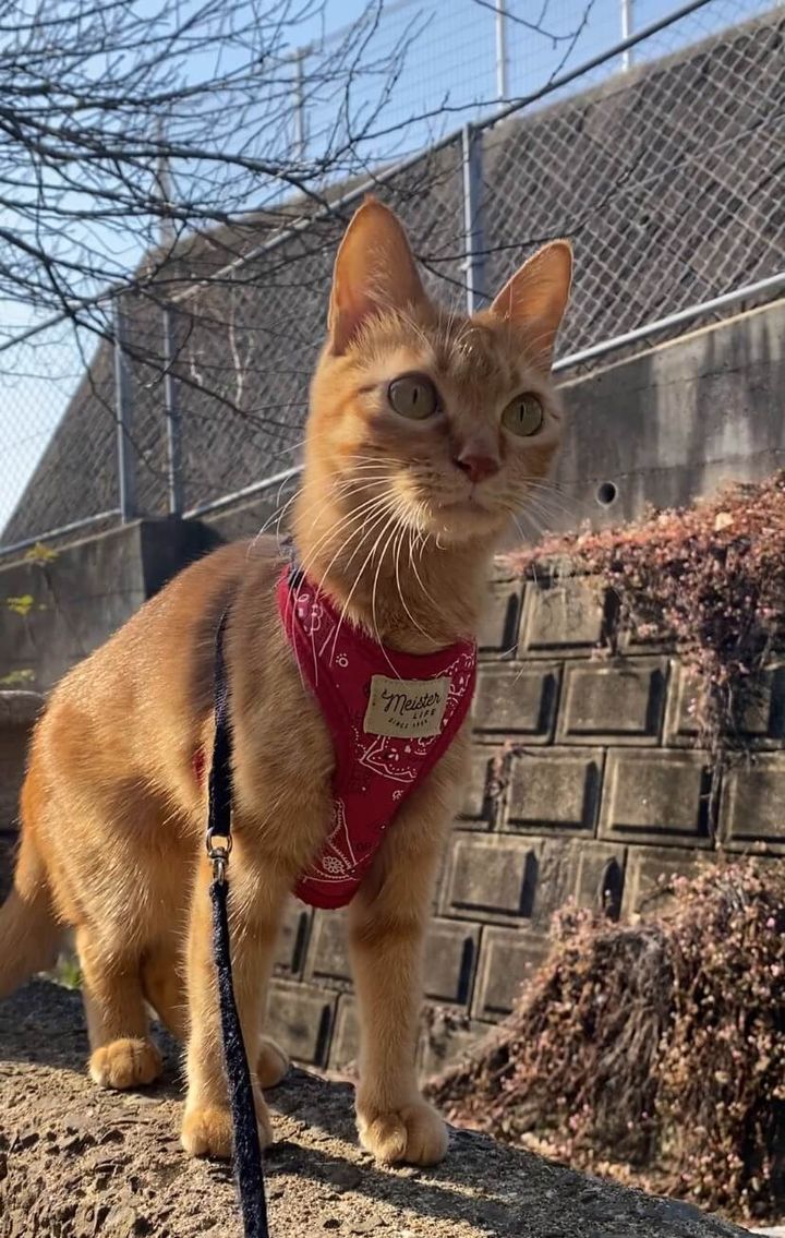 外をお散歩する茶トラのつぶちゃん