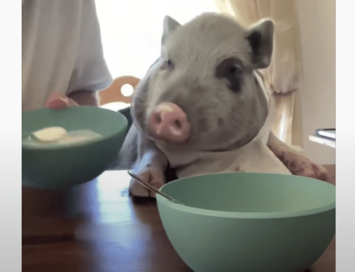 ちゃんとスプーンで食べるよ♪ 一緒に食事をする子ブタがキュート！