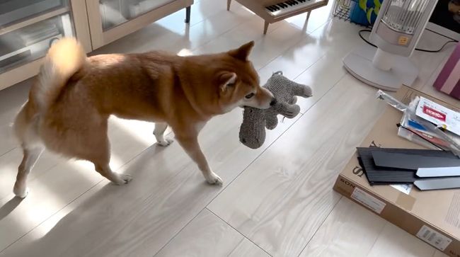 ゲージに入れられたワンコを救いたい！３才児、必死の作戦！