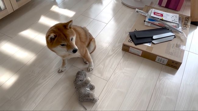 ゲージに入れられたワンコを救いたい！３才児、必死の作戦！