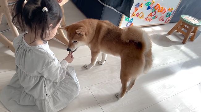 ゲージに入れられたワンコを救いたい！３才児、必死の作戦！