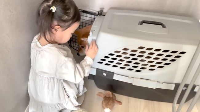 ゲージに入れられたワンコを救いたい！３才児、必死の作戦！