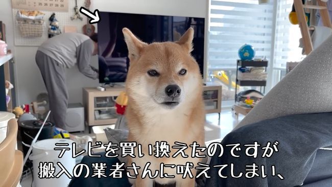 ゲージに入れられたワンコを救いたい！３才児、必死の作戦！