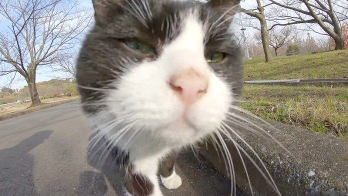 近づいてきた猫