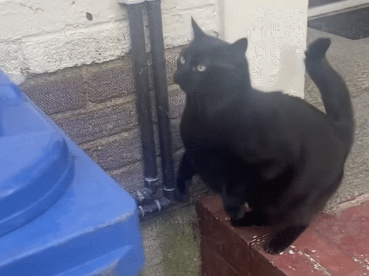 飛ぶぞ！ 飛ぶぞ？ ちょっぴり運動ベタな黒猫、慎重にジャンプしてみるけれど