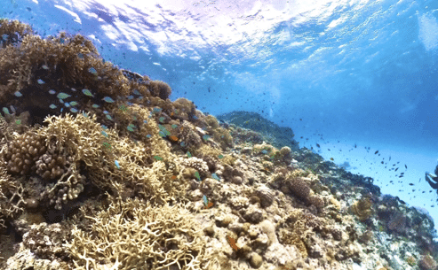 沖縄の海中画像