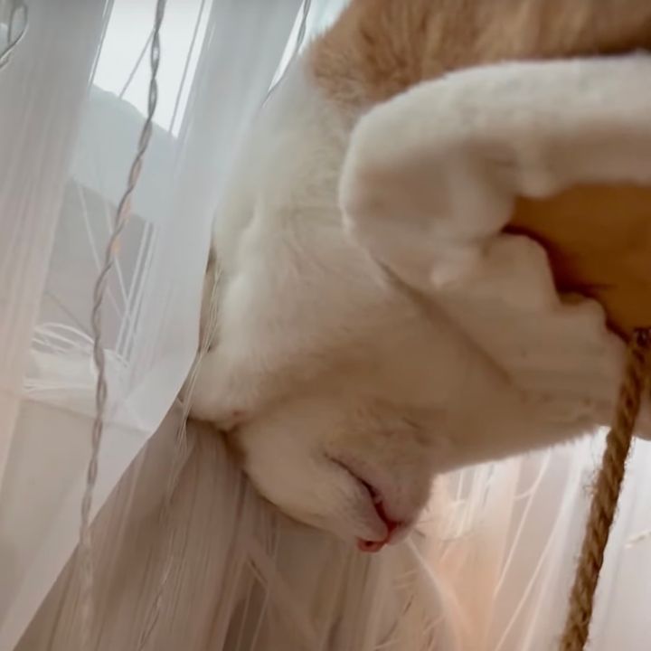 窓際のラジエーターに耽溺する猫、頭を突っ込みそのまま熟睡