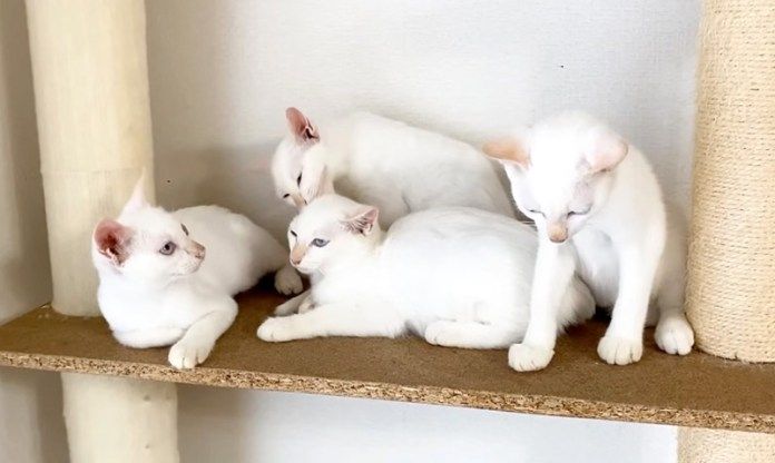 成長した子猫達