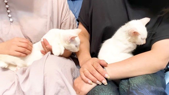 里親さんと出会った子猫達