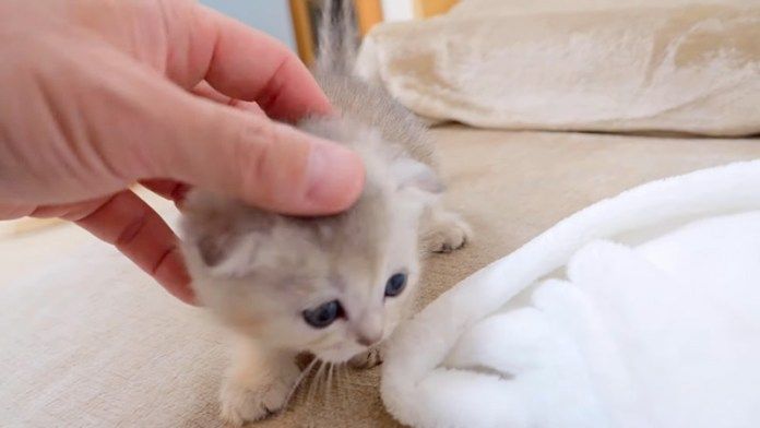 ベッドの上に登ってきた子猫