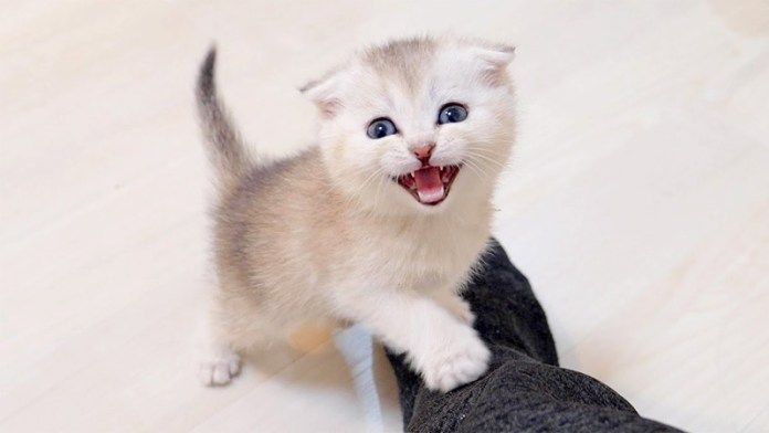 お返事をする子猫