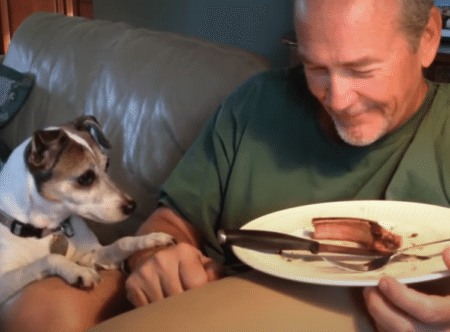 犬「それ、とても美味しそうだね」控えめにおねだりする姿がかわいい！