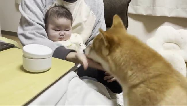 ご機嫌ナナメの赤ちゃんが、初めて声を出して笑った！柴犬のあやしかた！