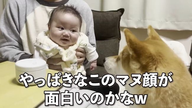 ご機嫌ナナメの赤ちゃんが、初めて声を出して笑った！柴犬のあやしかた！