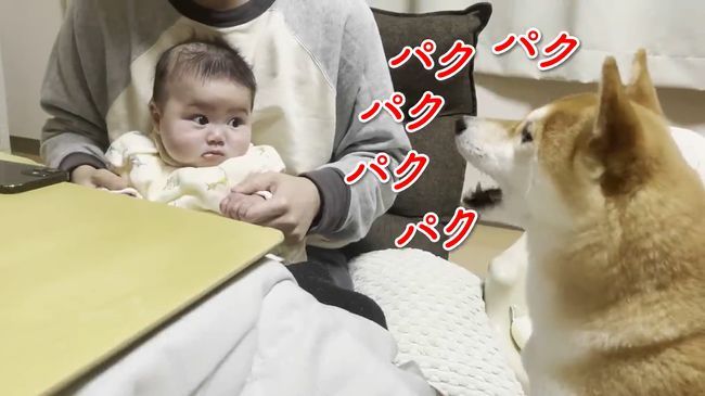ご機嫌ナナメの赤ちゃんが、初めて声を出して笑った！柴犬のあやしかた！