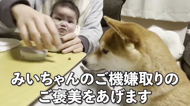 ご機嫌ナナメの赤ちゃんが、初めて声を出して笑った！柴犬のあやしかた！