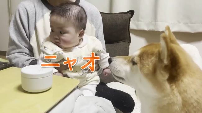 ご機嫌ナナメの赤ちゃんが、初めて声を出して笑った！柴犬のあやしかた！