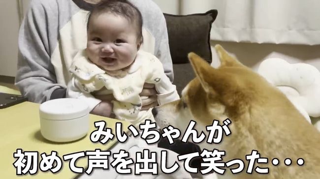 ご機嫌ナナメの赤ちゃんが、初めて声を出して笑った！柴犬のあやしかた！