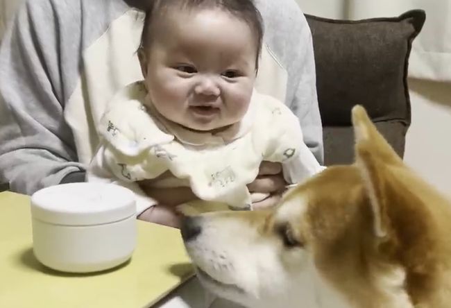 ご機嫌ナナメの赤ちゃんが、初めて声を出して笑った！柴犬のあやしかた！