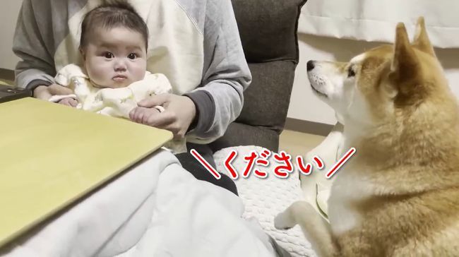 ご機嫌ナナメの赤ちゃんが、初めて声を出して笑った！柴犬のあやしかた！