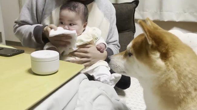 ご機嫌ナナメの赤ちゃんが、初めて声を出して笑った！柴犬のあやしかた！