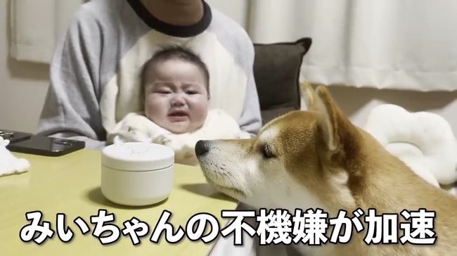 ご機嫌ナナメの赤ちゃんが、初めて声を出して笑った！柴犬のあやしかた！