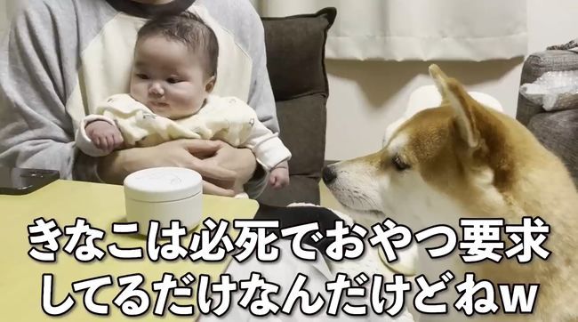 ご機嫌ナナメの赤ちゃんが、初めて声を出して笑った！柴犬のあやしかた！