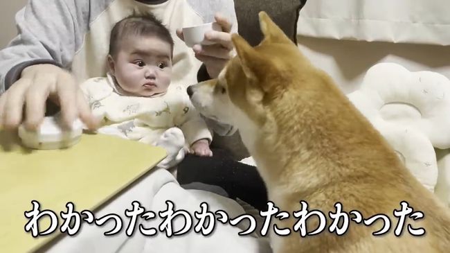 ご機嫌ナナメの赤ちゃんが、初めて声を出して笑った！柴犬のあやしかた！