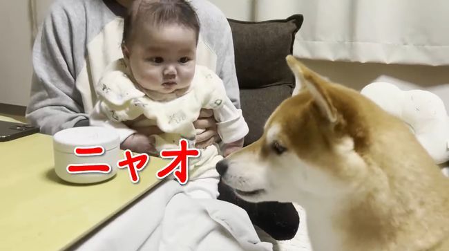 ご機嫌ナナメの赤ちゃんが、初めて声を出して笑った！柴犬のあやしかた！