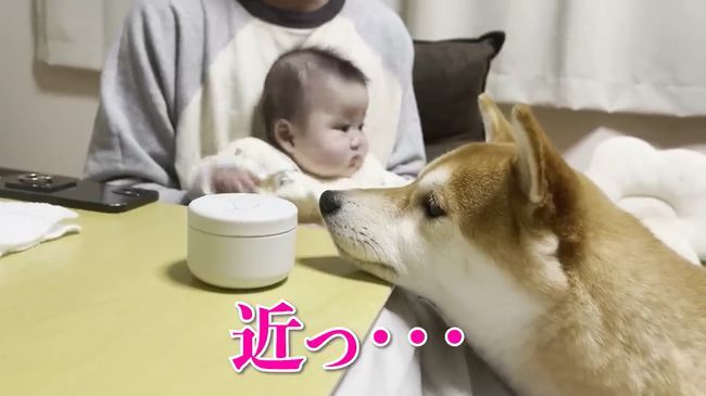 ご機嫌ナナメの赤ちゃんが、初めて声を出して笑った！柴犬のあやしかた！