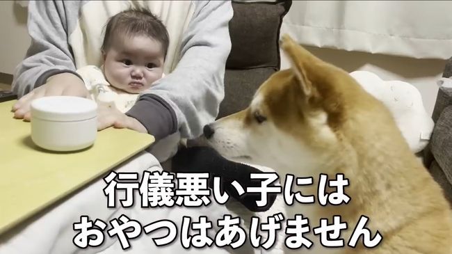 ご機嫌ナナメの赤ちゃんが、初めて声を出して笑った！柴犬のあやしかた！