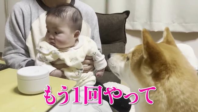 ご機嫌ナナメの赤ちゃんが、初めて声を出して笑った！柴犬のあやしかた！