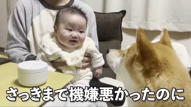 ご機嫌ナナメの赤ちゃんが、初めて声を出して笑った！柴犬のあやしかた！