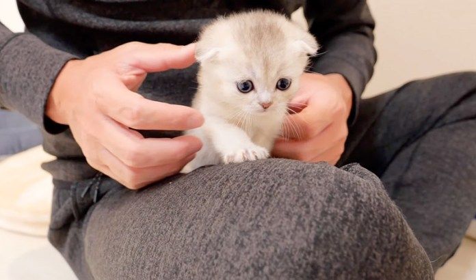 膝の上の子猫