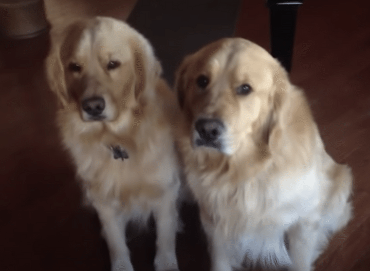 ボク関係ないもん！ イタズラの罪を押し付けて逃げるワンコ。