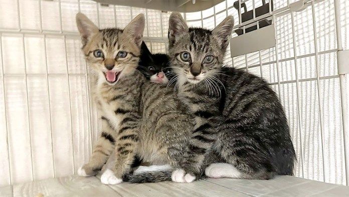 保護されたばかりの子猫達