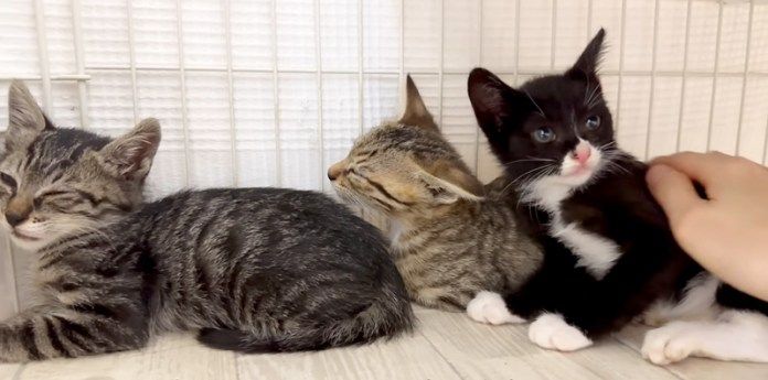 撫でられる子猫