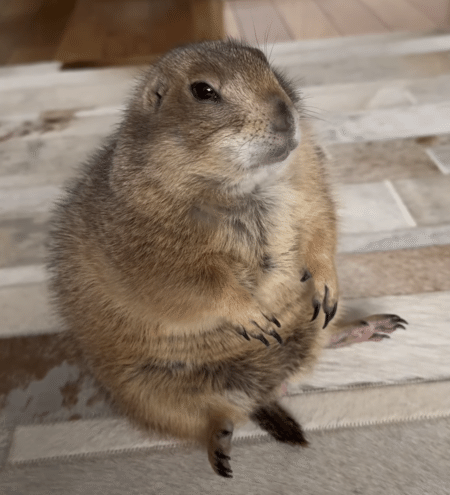プレーリードッグをいろんな角度から眺めてみたら、どこから見てもかわいかった♡