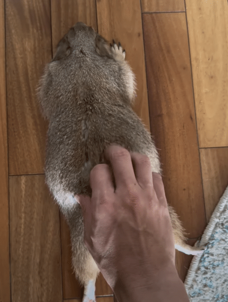 プレーリードッグをいろんな角度から眺めてみたら、どこから見てもかわいかった♡