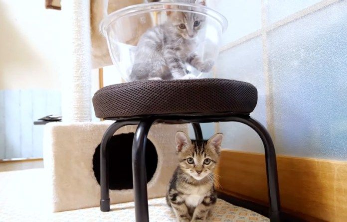 遊ぶ子猫達