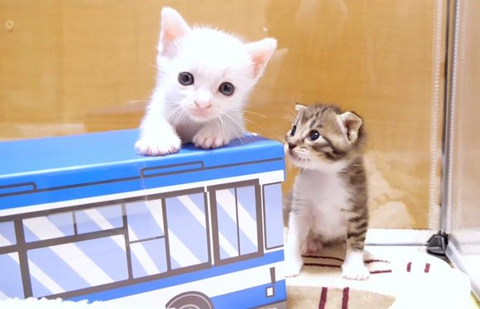 バスで遊ぶ子猫