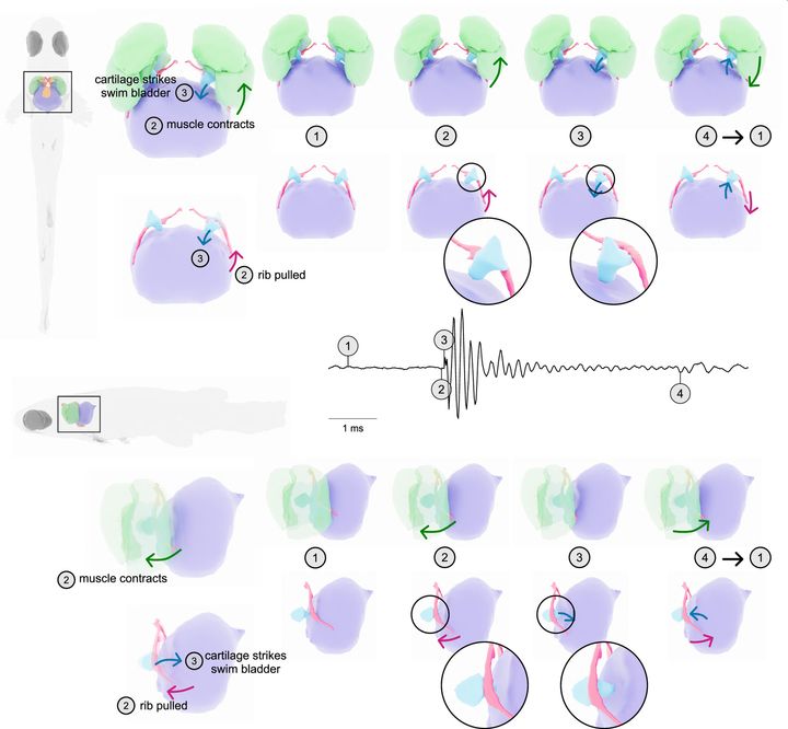 音が発生する仕組みの図解