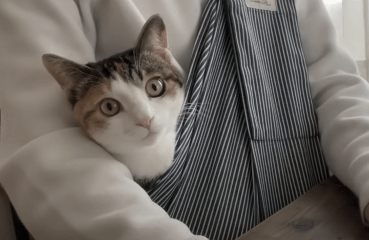 これで甘えん坊猫も満足するのだ♪ 仕事中も抱っこしてもらう方法！