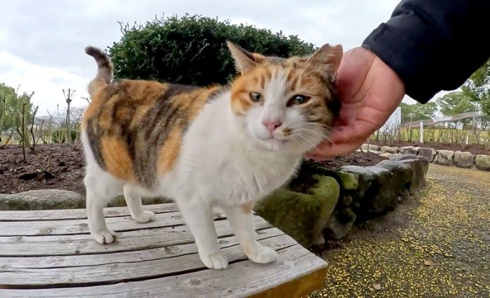 撫でられる猫