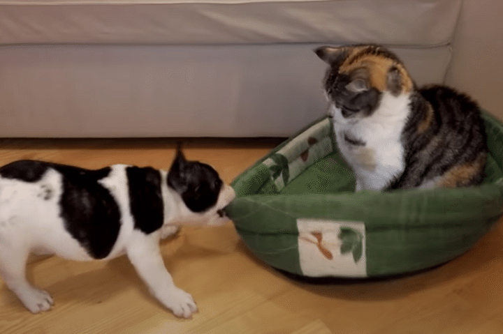 猫さん、ベッド返して？ 可愛い交渉をする子犬。