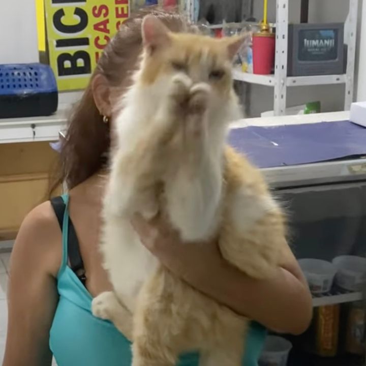 誕生日に幸多からんと願う猫、歌に合わせて両手で祈る