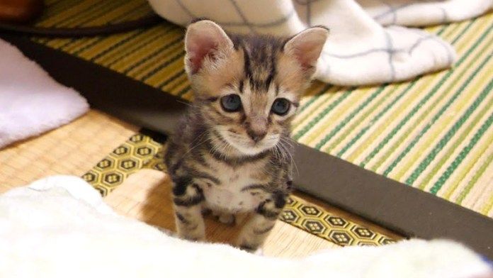 モジモジする子猫