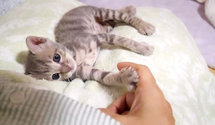 手をつなぐ子猫