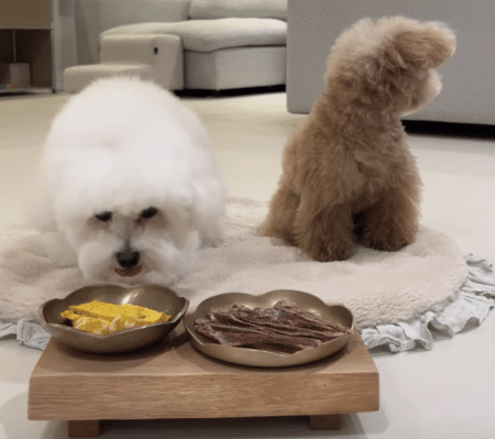 おやつを我慢する犬さん！ いい子で待っていたのに、誤解されてしまい 濡れ衣だー！